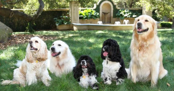 Oprah's Dogs