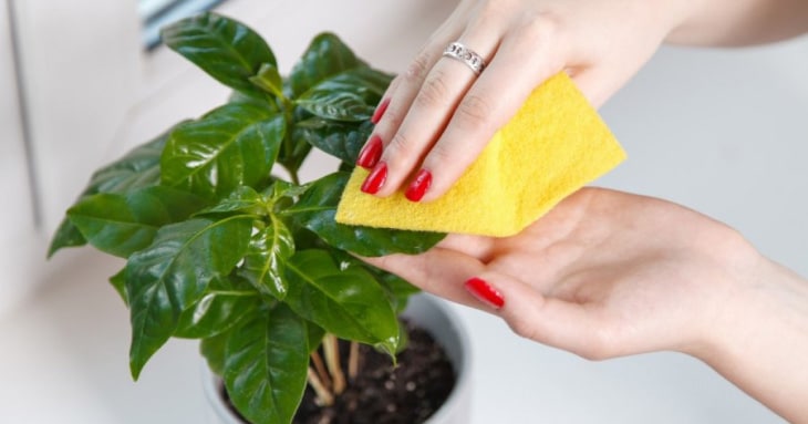How to Take Care of Your Indoor Plants on a Budget