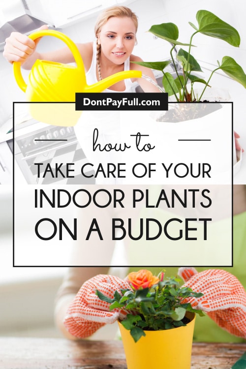 How to Take Care of Your Indoor Plants on a Budget