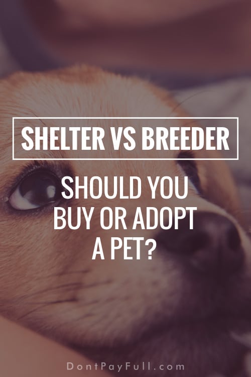 Shelter vs Breeder: Should You Buy or Adopt a Pet?