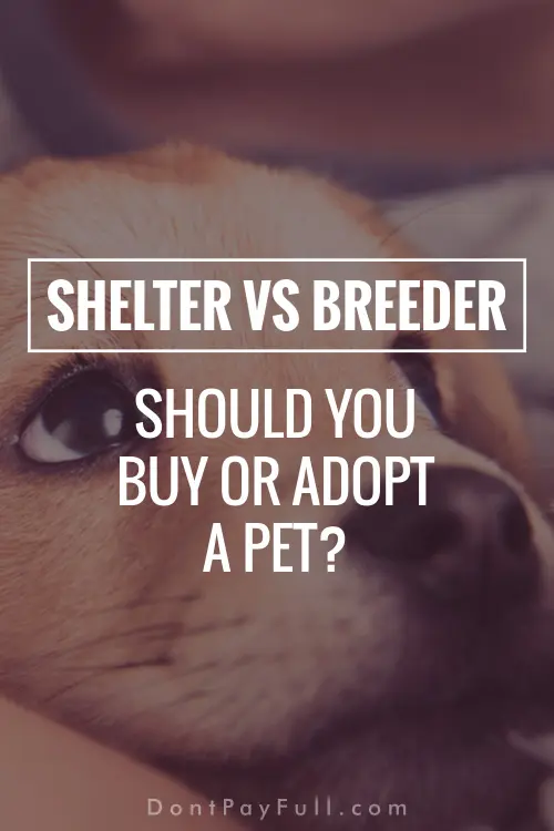 Shelter vs Breeder: Should You Buy or Adopt a Pet?