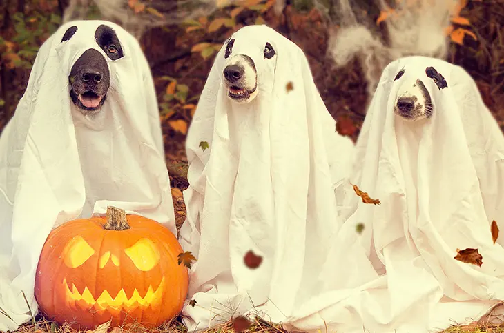 Halloween DIY Pet Costumes