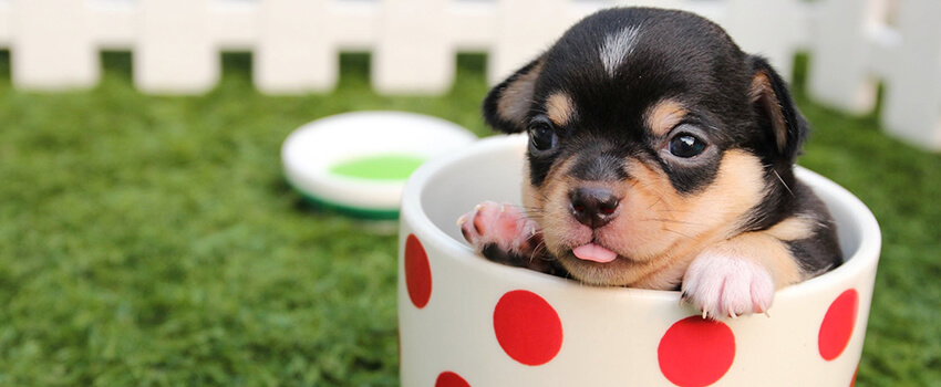 puppy in a teacup