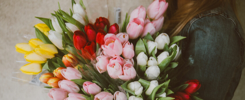 tulips bouquet